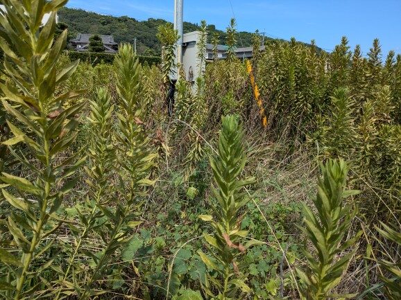 実績・評判口コミ画像01-佐賀県　49.5kW　低圧　メンテナンス