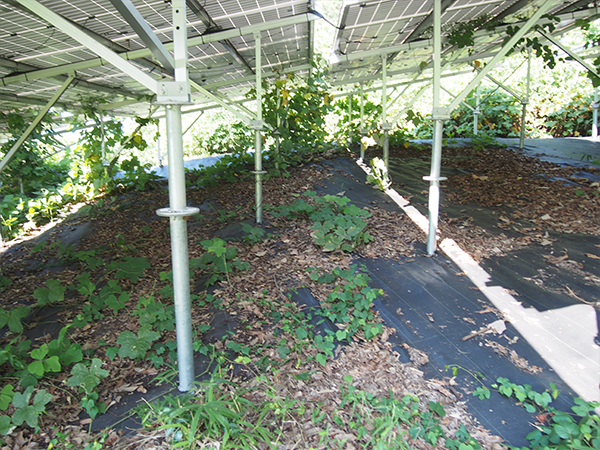 実績・評判口コミ画像02-広島県　49.5Kw   低圧