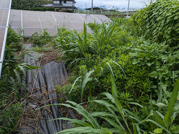 実績・評判口コミ画像01-佐賀県　除草　49.5kW　低圧