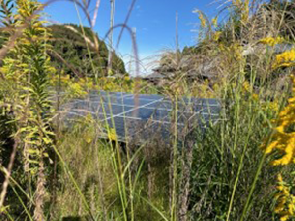 実績・評判口コミ画像01-三重県　除草　49.5kW 低圧