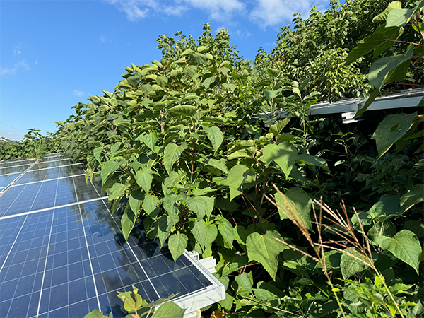 実績・評判口コミ画像03-岡山県　49.5KW　低圧