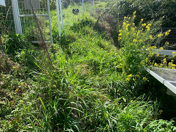 実績・評判口コミ画像02-宮崎県　電気・除草　49.5kW　低圧