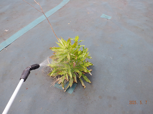 実績・評判口コミ画像03-滋賀県　49.5kW　低圧