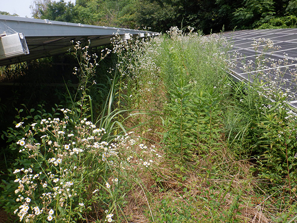 実績・評判口コミ画像02-香川県　49.5kW　低圧