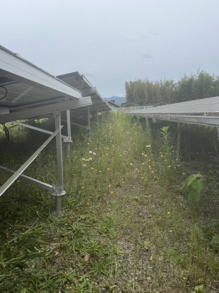 実績・評判口コミ画像03-京都府 除草 630kW 高圧