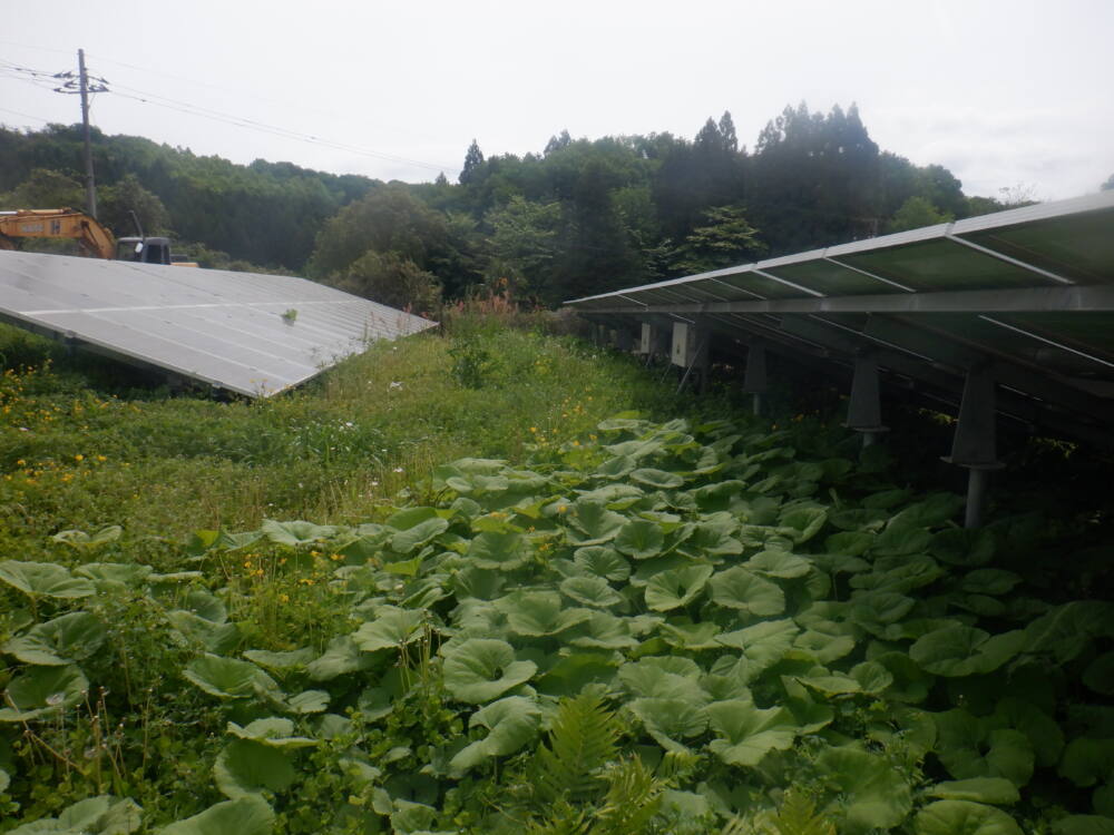 実績・評判口コミ画像02-栃木県　49.5kW　低圧