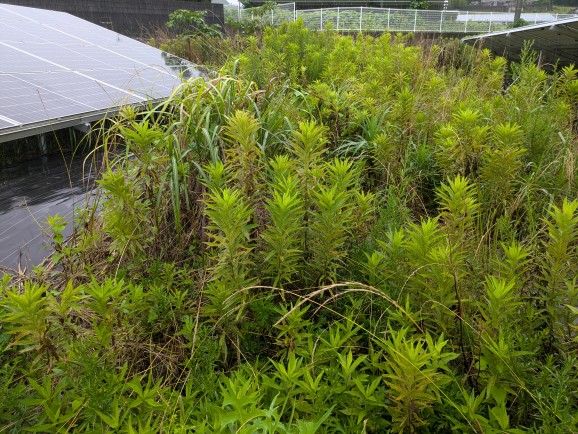 実績・評判口コミ画像03-佐賀県　49.5kW　低圧