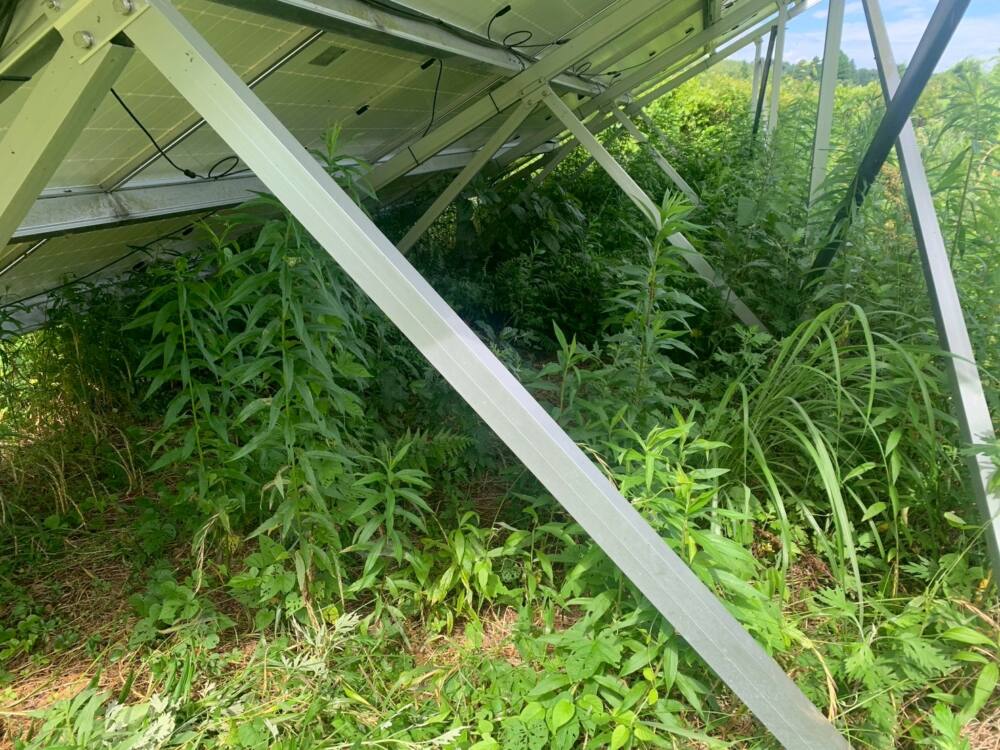 実績・評判口コミ画像03-鹿児島県　49.5kW　低圧