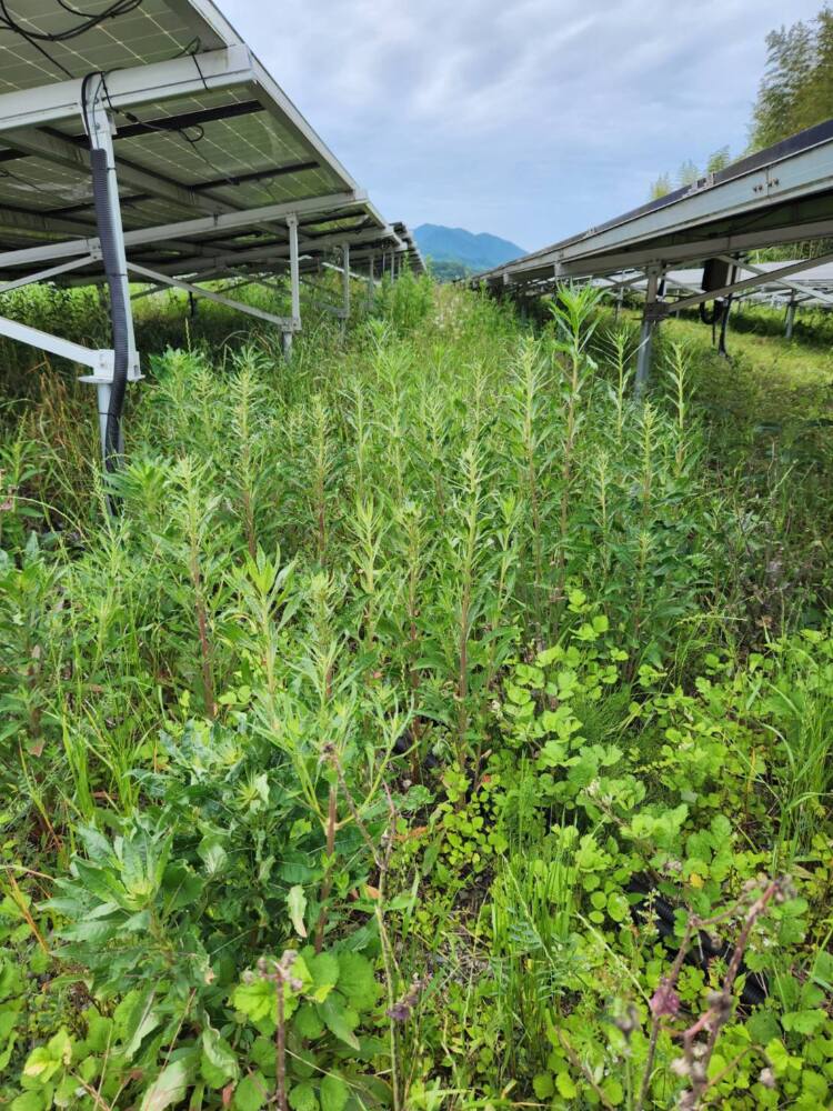 実績・評判口コミ画像02-京都府　630kW　高圧