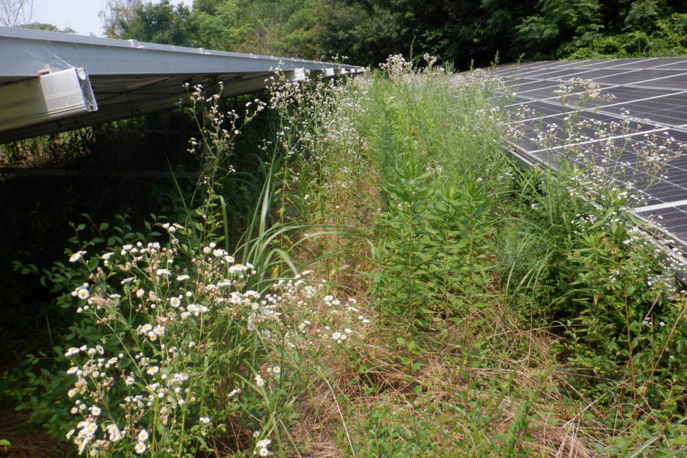実績・評判口コミ画像02-香川県　49.5kW　低圧