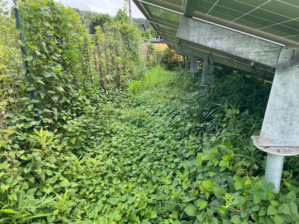 実績・評判口コミ画像02-栃木県　49.5kW　低圧