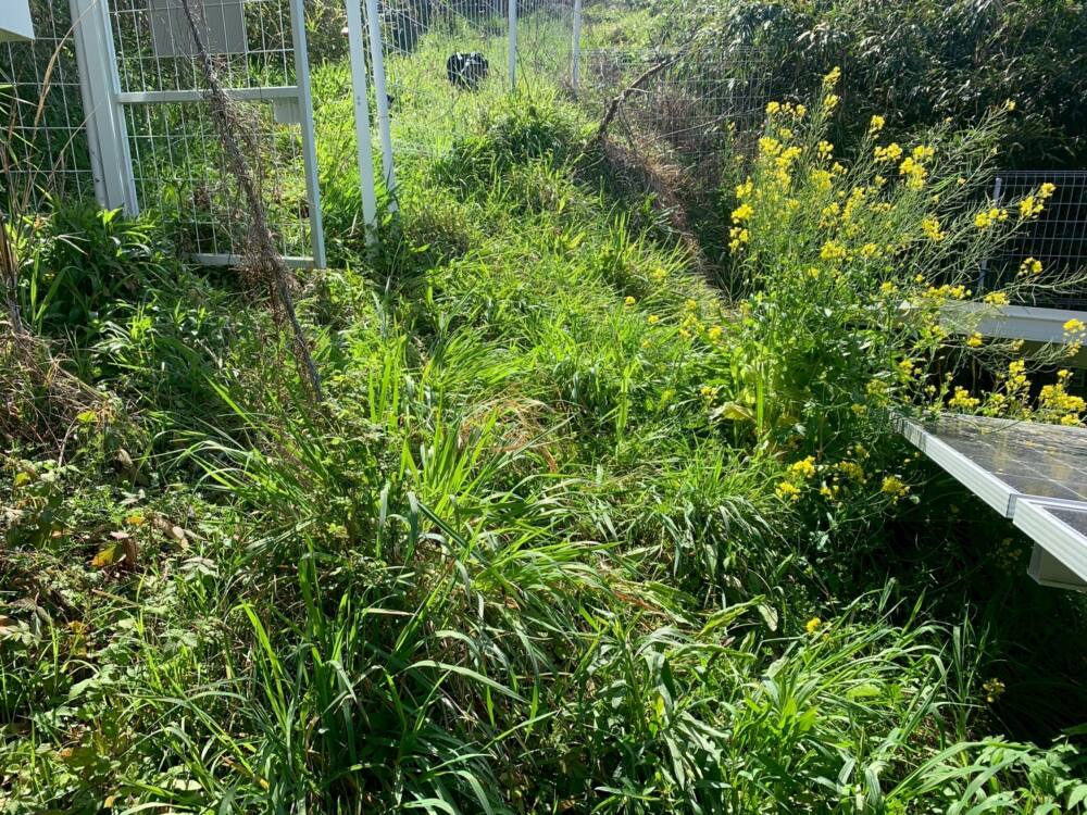 実績・評判口コミ画像02-宮崎県　電気・除草　49.5kW　低圧