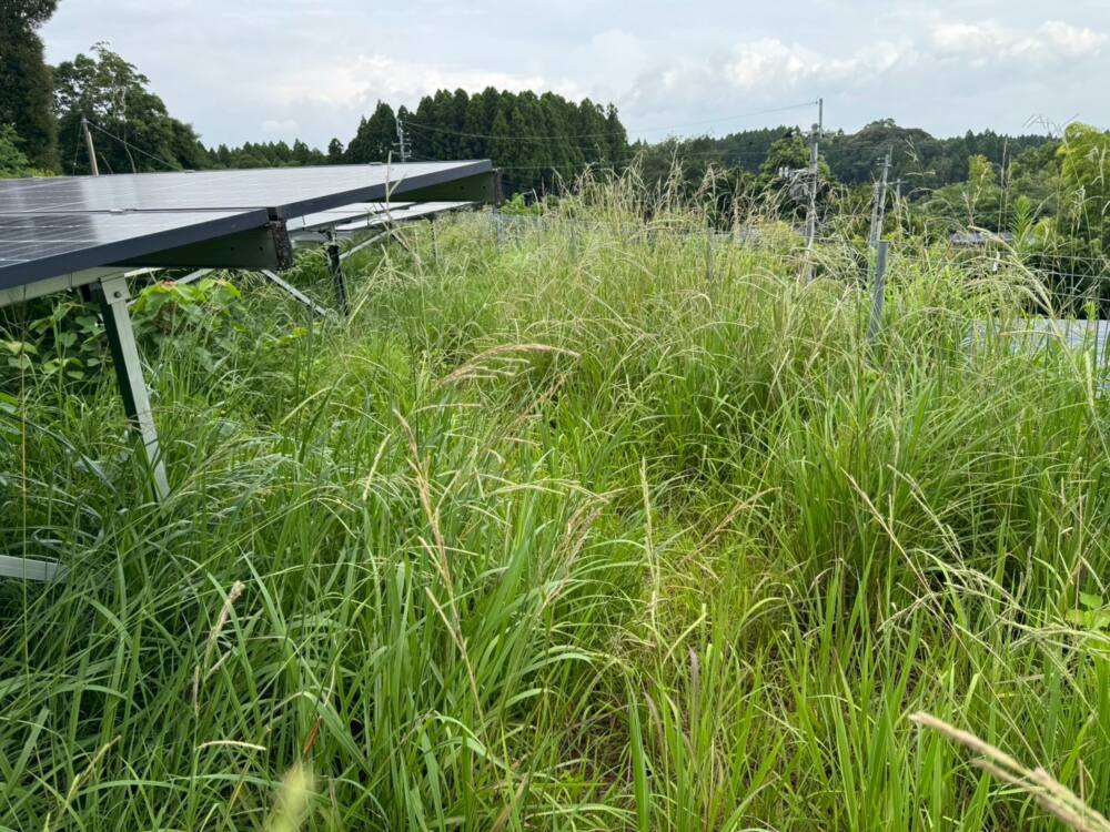 鹿児島県　49.5kW　低圧