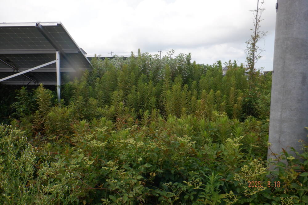 兵庫県　49.5kw　低圧