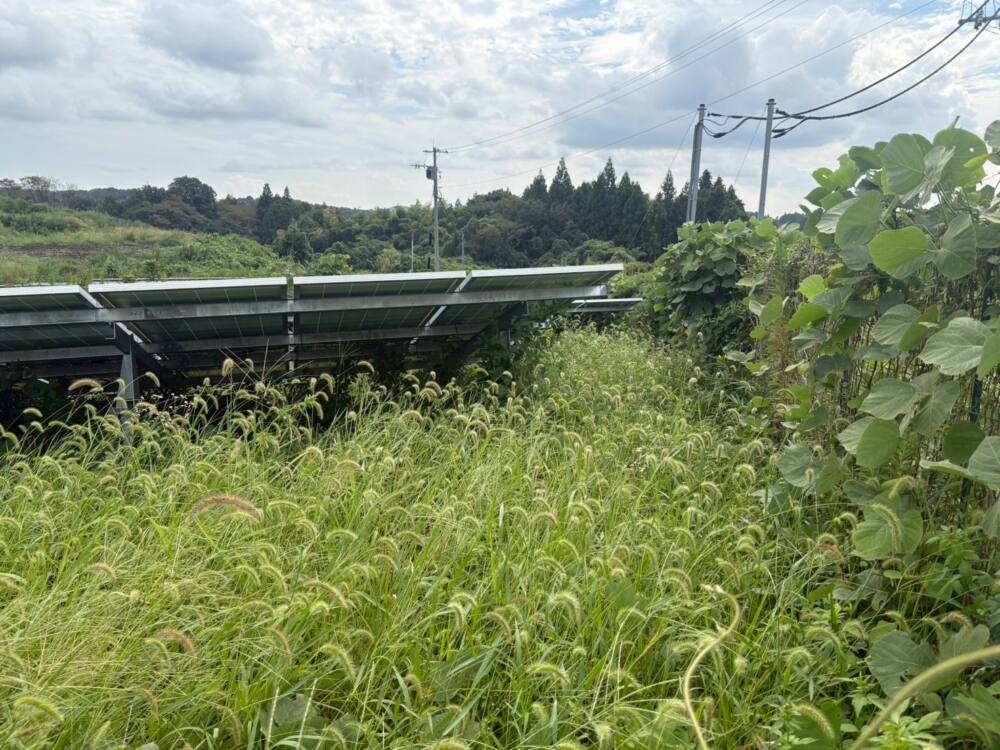 栃木県　49.5kW　低圧