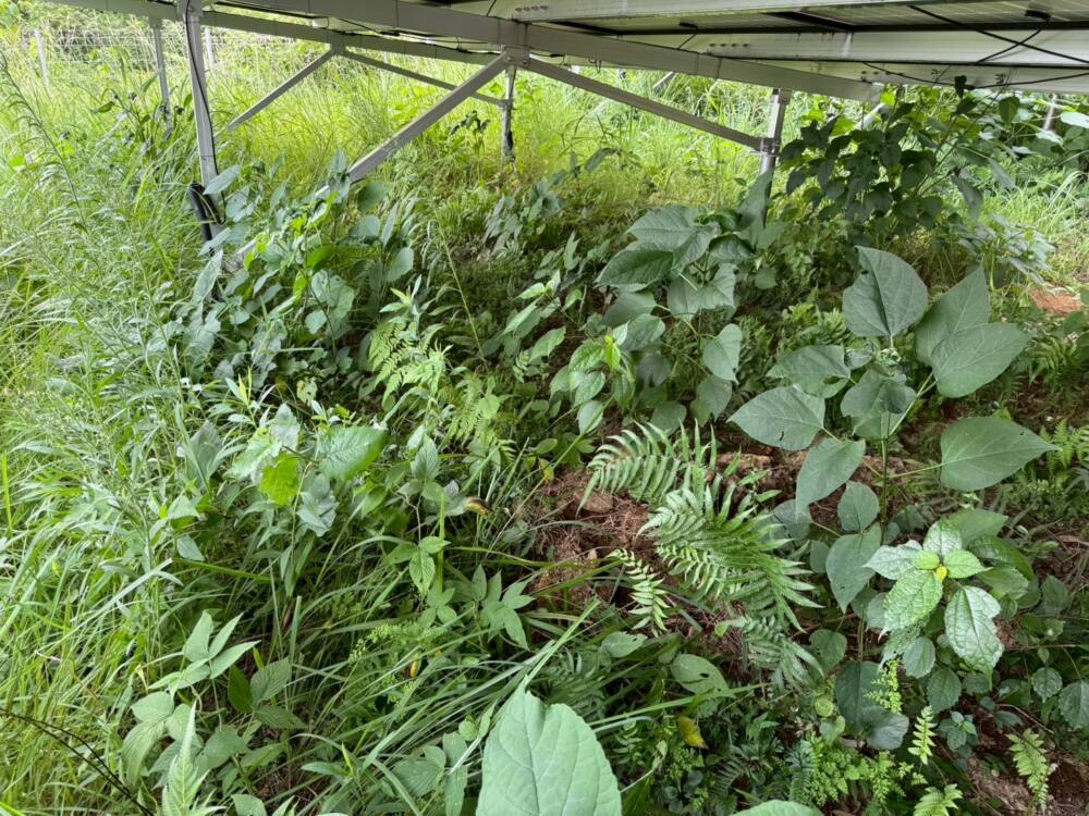 実績・評判口コミ画像01-鹿児島県　49.5kW　低圧