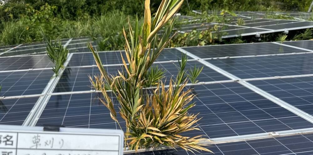 実績・評判口コミ画像01-岡山県　49.5kW　低圧