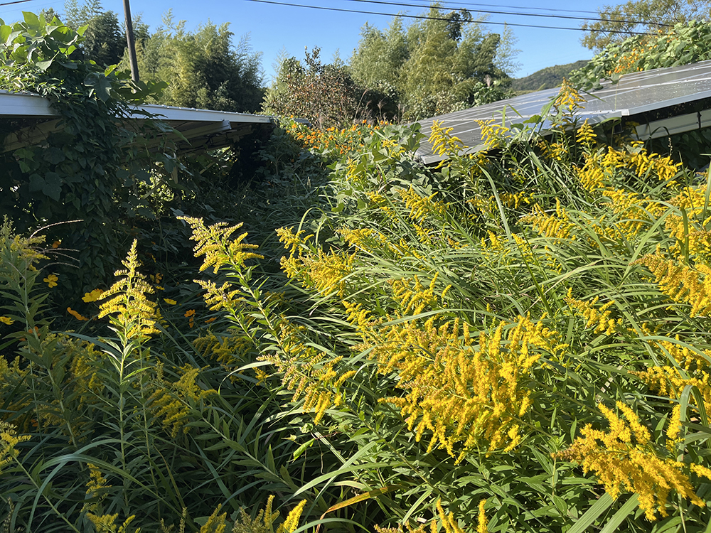 山口県　49.5kW　低圧