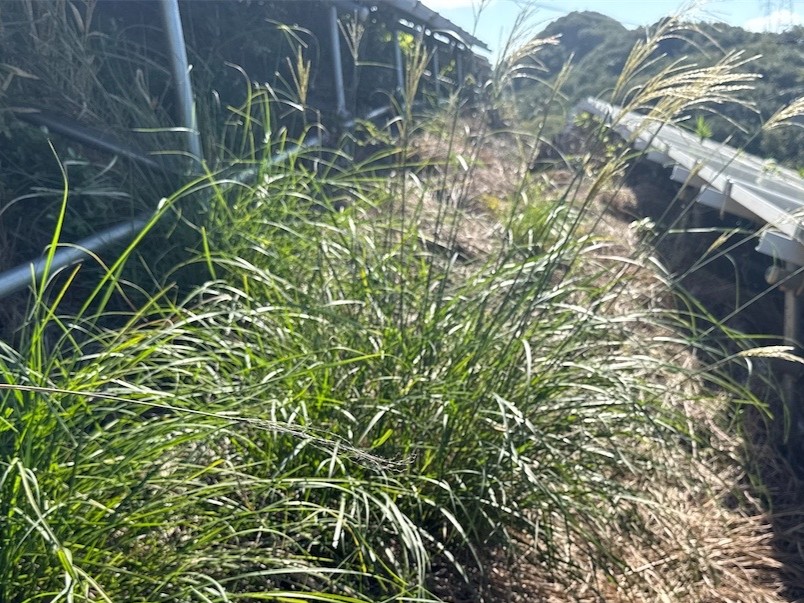 岡山県　49.5kW　低圧