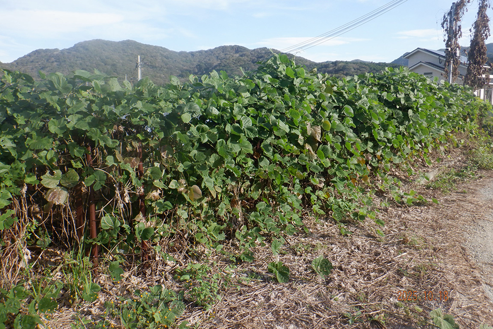 兵庫県　49.5kW　低圧