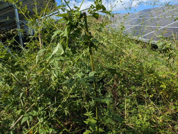 実績・評判口コミ画像01-佐賀県　49.5kW　低圧