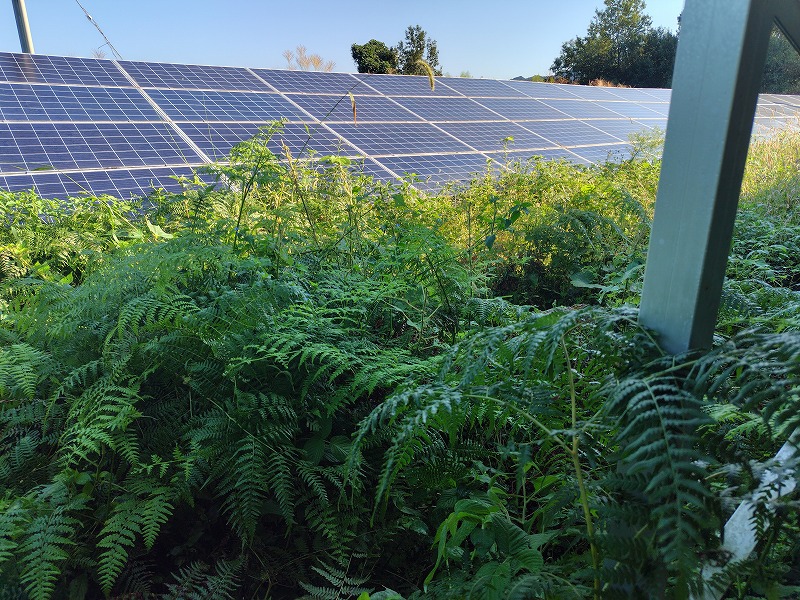 実績・評判口コミ画像01-熊本県　49.5kW　低圧