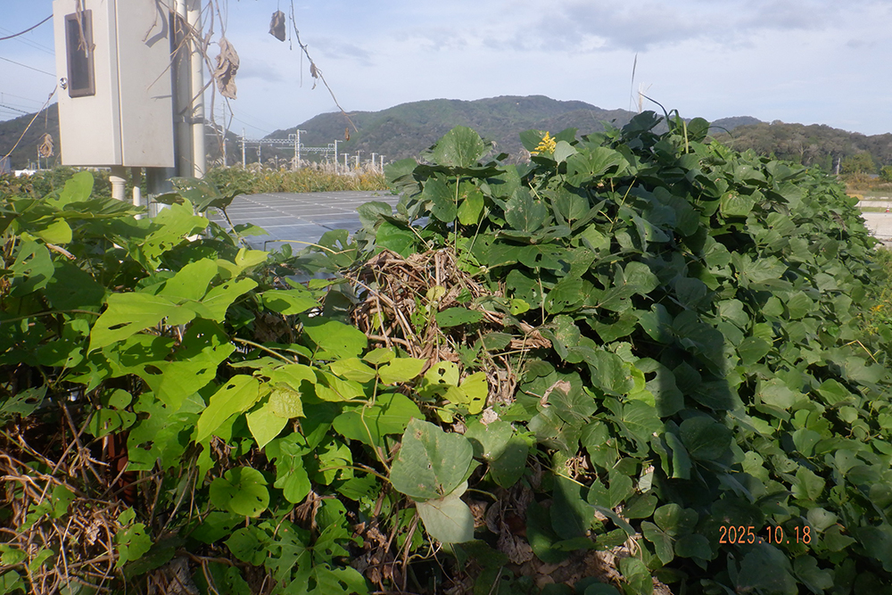 実績・評判口コミ画像01-兵庫県　49.5kW　低圧