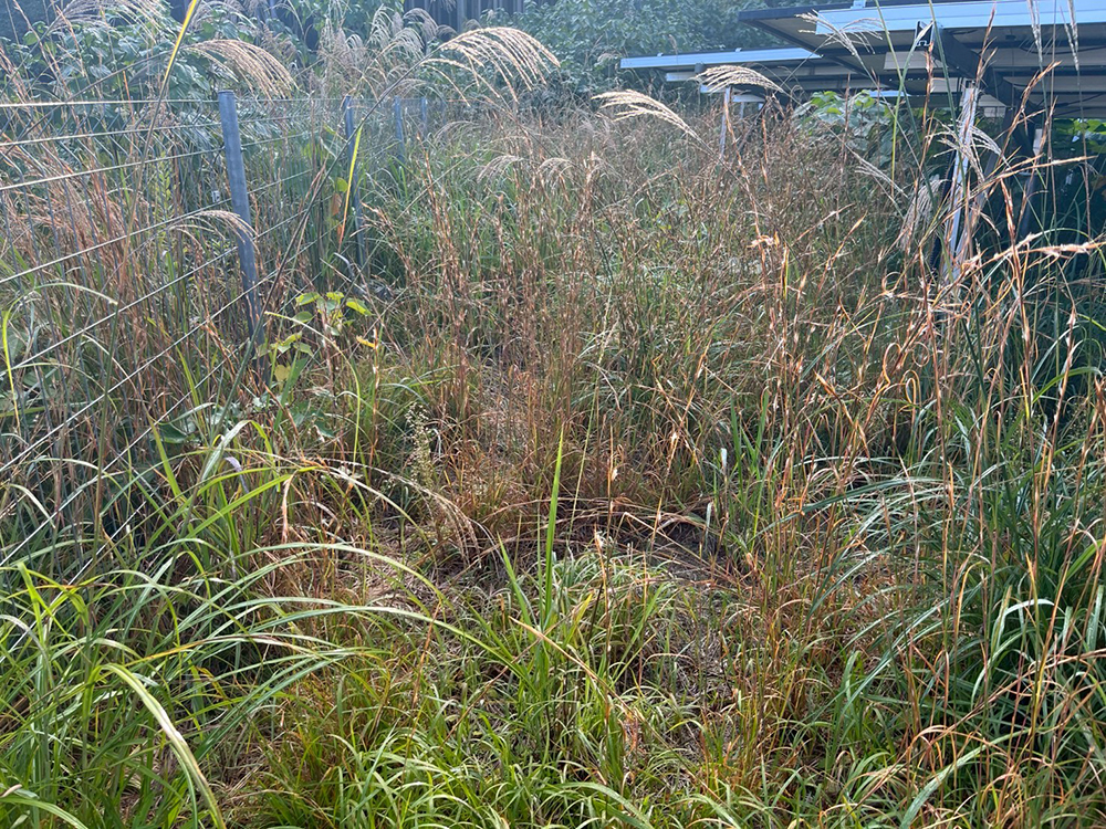 実績・評判口コミ画像02-鹿児島県　49.5kW　低圧