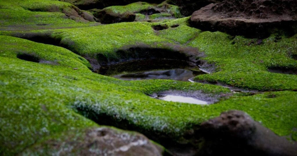 「藻」の力で日本が世界有数の産油国になる？面白い研究の紹介
