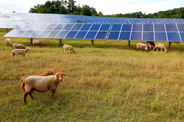 英国で研究が進む営農型太陽光発電の新たな可能性
